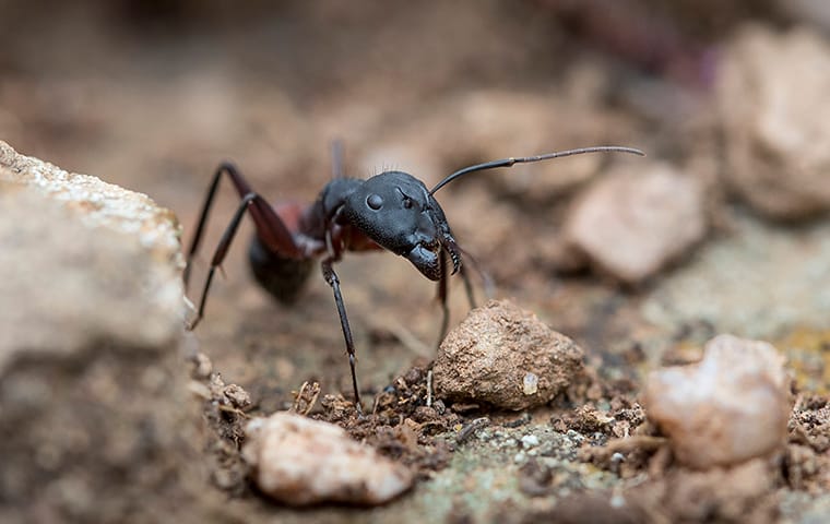 Common Texas Ants – A Guide to Identification and Control 